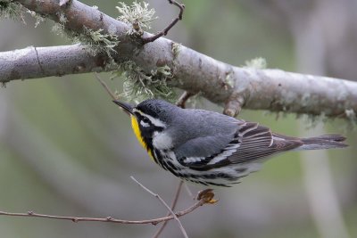 Yellow-throated Warbler