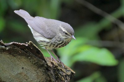 Northern Waterthrush