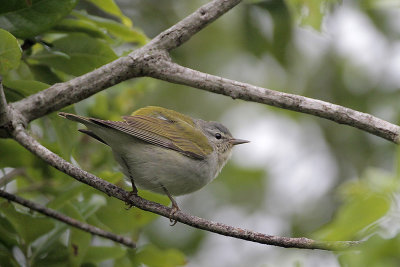 Tennessee Warbler