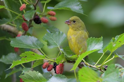 Painted Bunting