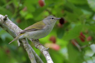 Tennessee Warbler