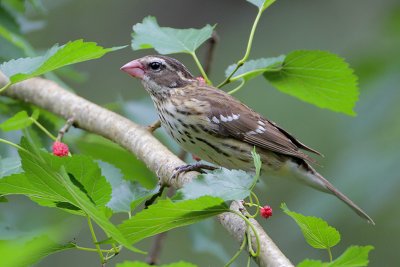 Rose-breasted Grosbeak