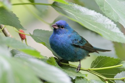 Indigo Bunting