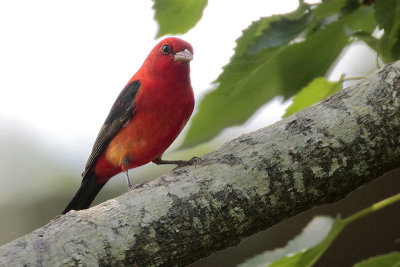 Scarlet Tanager