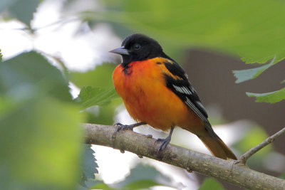 Baltimore Oriole