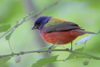 Painted Bunting