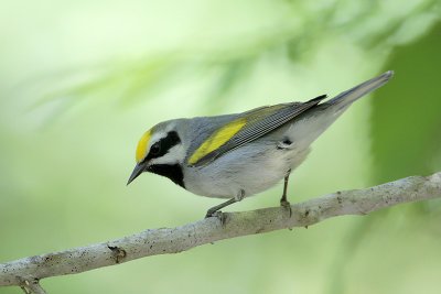 Golden-winged Warbler