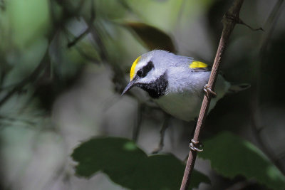 Golden-winged Warbler