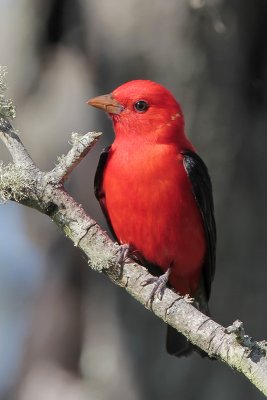 Scarlet Tanager