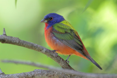 Painted Bunting