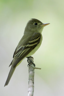 Acadian Flycatcher