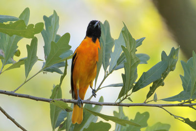 Baltimore Oriole