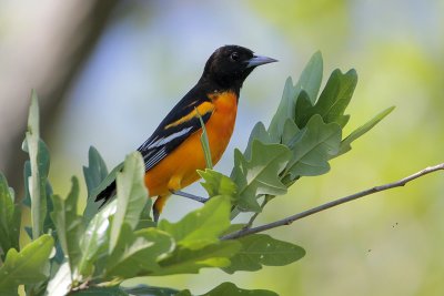 Baltimore Oriole