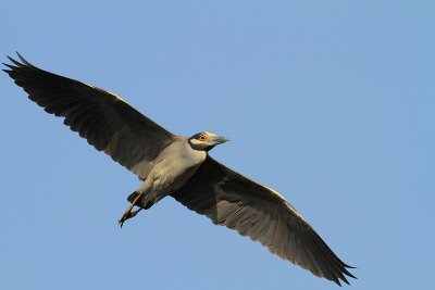 Yellow-crowned Night-Heron