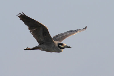 Yellow-crowned Night-Heron