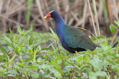 Purple Gallinule