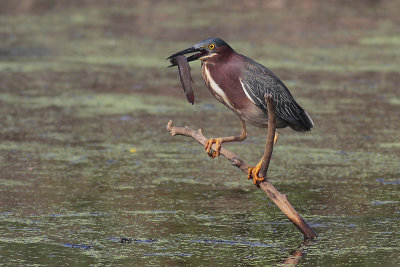 Green Heron