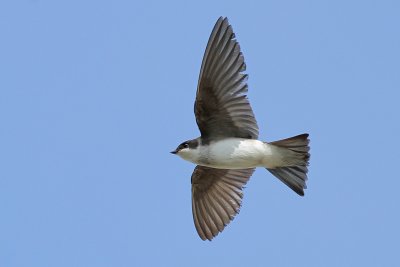 Tree Swallow