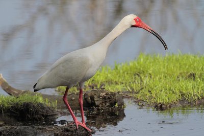 White Ibis