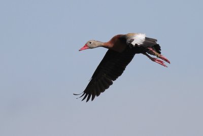 Black-bellied Whistling-Duck