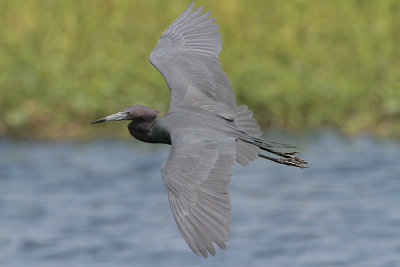 Little Blue Heron