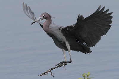 Little Blue Heron