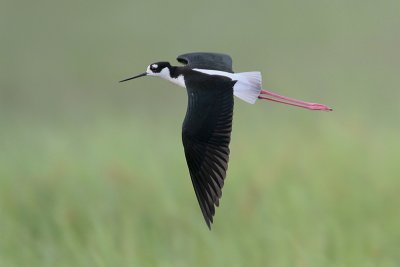 Black-necked Stilt