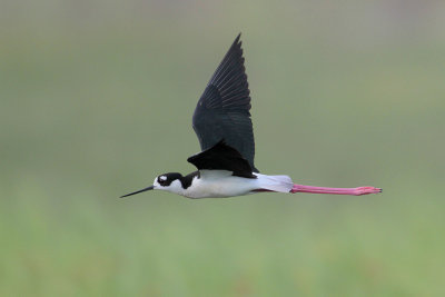 Black-necked Stilt