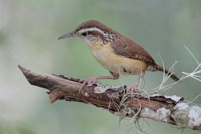 Carolina Wren