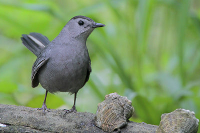 Gray Catbird