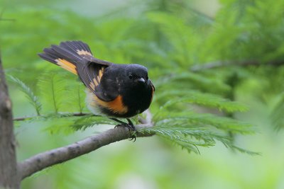 American Redstart