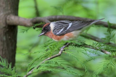 Bay-breasted Warbler