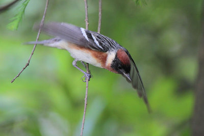 Bay-breasted Warbler