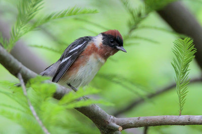 Bay-breasted Warbler