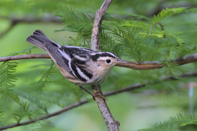 Black-and-white Warbler