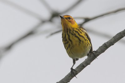 Cape May Warbler