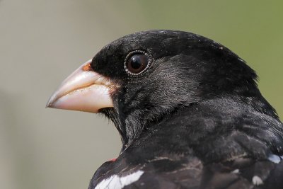 Rose-breasted Grosbeak