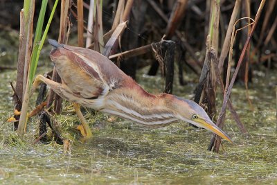 Least Bittern