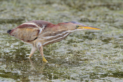 Least Bittern