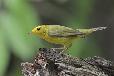 Wilson's Warbler