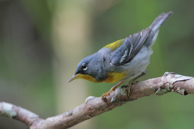 Northern Parula