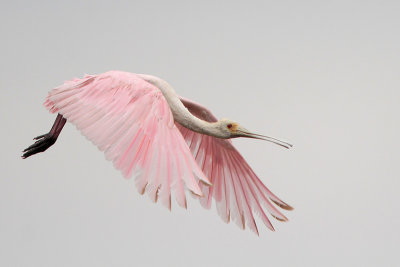 Roseate Spoonbill