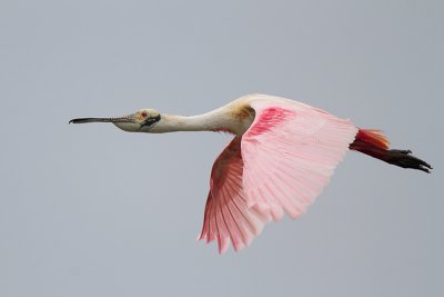 Roseate Spoonbill