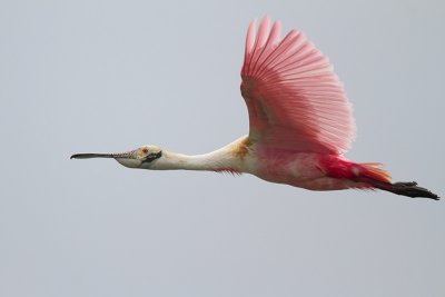 Roseate Spoonbill