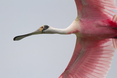 Roseate Spoonbill