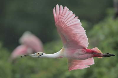 Roseate Spoonbill
