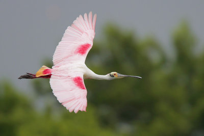 Roseate Spoonbill