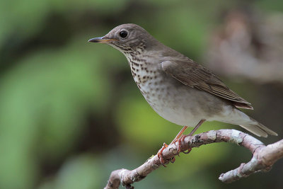 Gray-cheeked Thrush