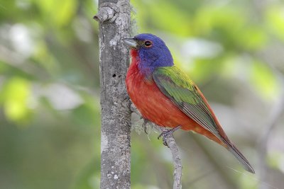 Painted Bunting