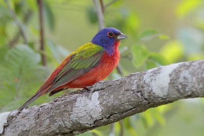 Painted Bunting